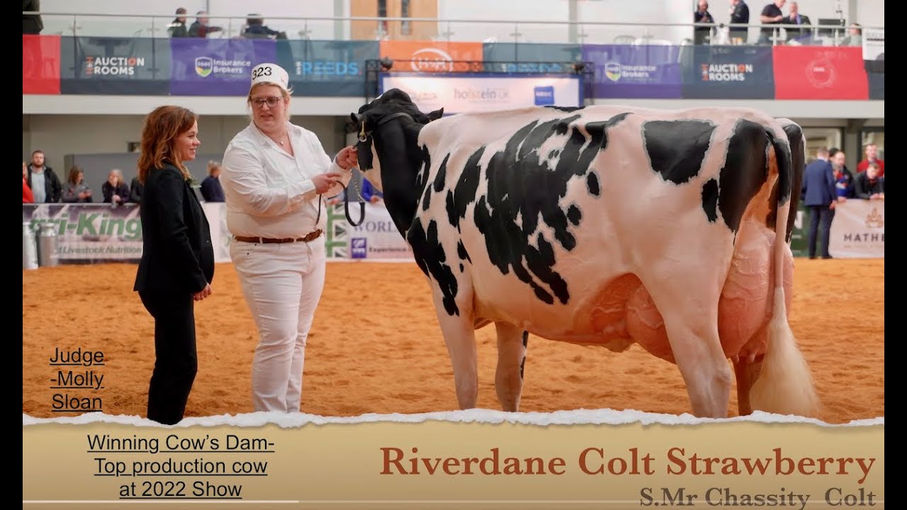 Awesome Senior Red Cow from Riverdane Holsteins at 2023 UK Dairy Expo- Miss Strawberry Red