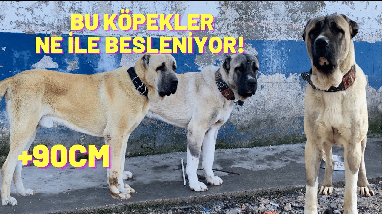 DEV KÖPEKLER İÇİN ÖZEL TARİF! KANGAL KÖPEĞİ NASIL BESLENMELİ ?