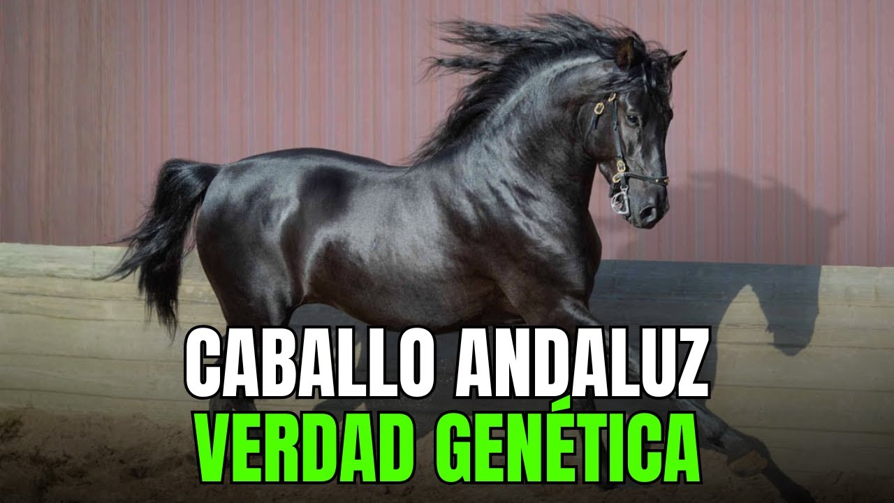 ¿Qué hace al caballo andaluz tan especial? Descubre 7 secretos ocultos
