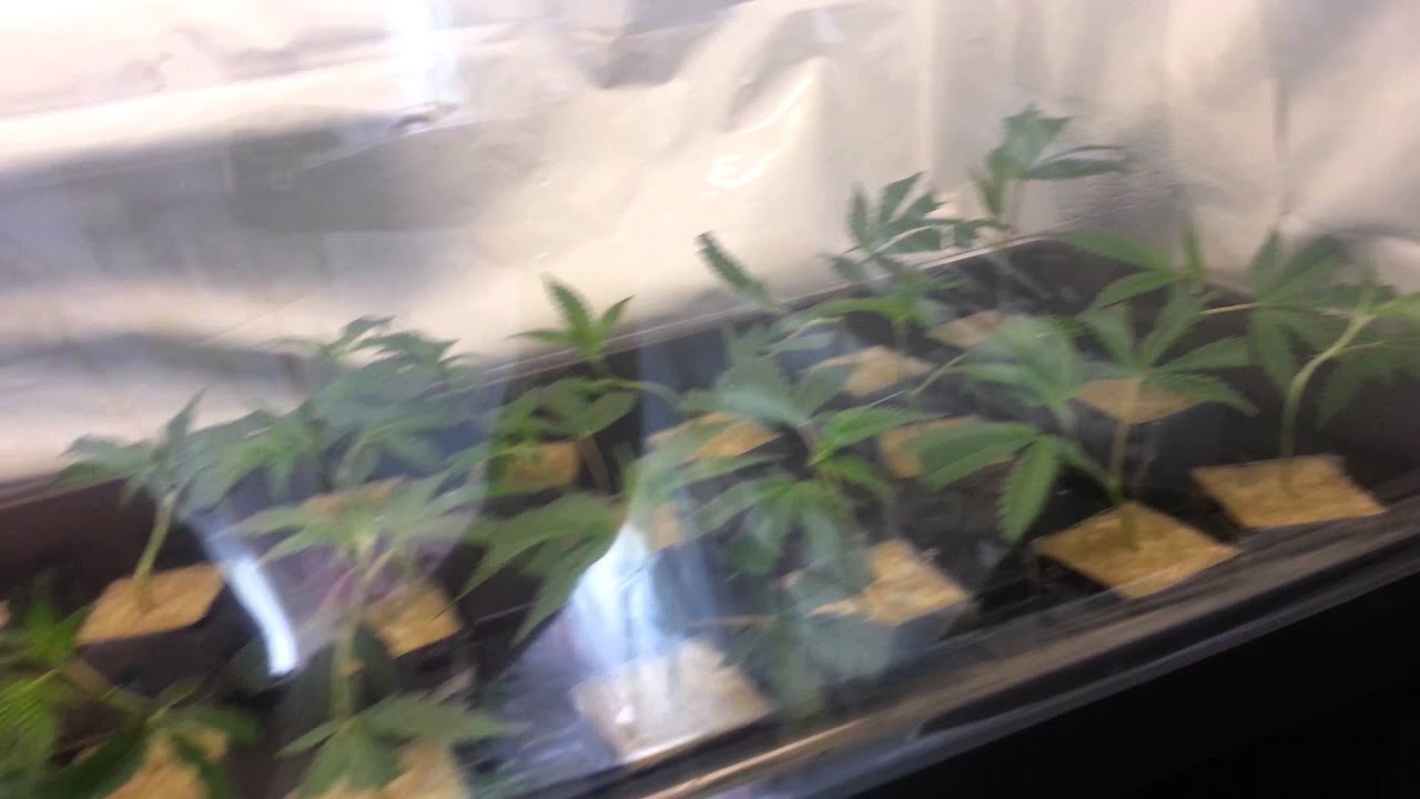 Dr. Greenthumbs Hydroponics grow update 6/2/14