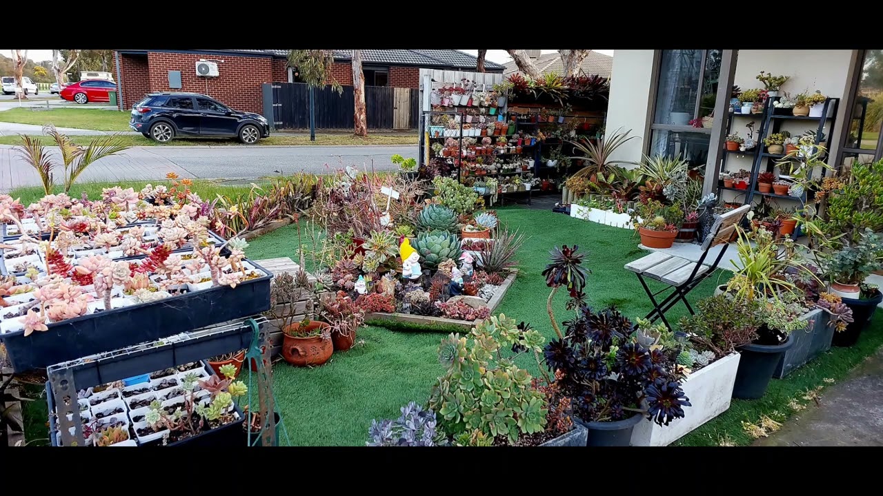 #succulents #melbourneplants #plants #garden #succulentobsession #bromeliads