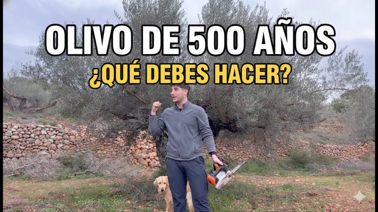 Poda real de un olivo de 500 años (no es como un olivo joven) 🌳⛰️🪚