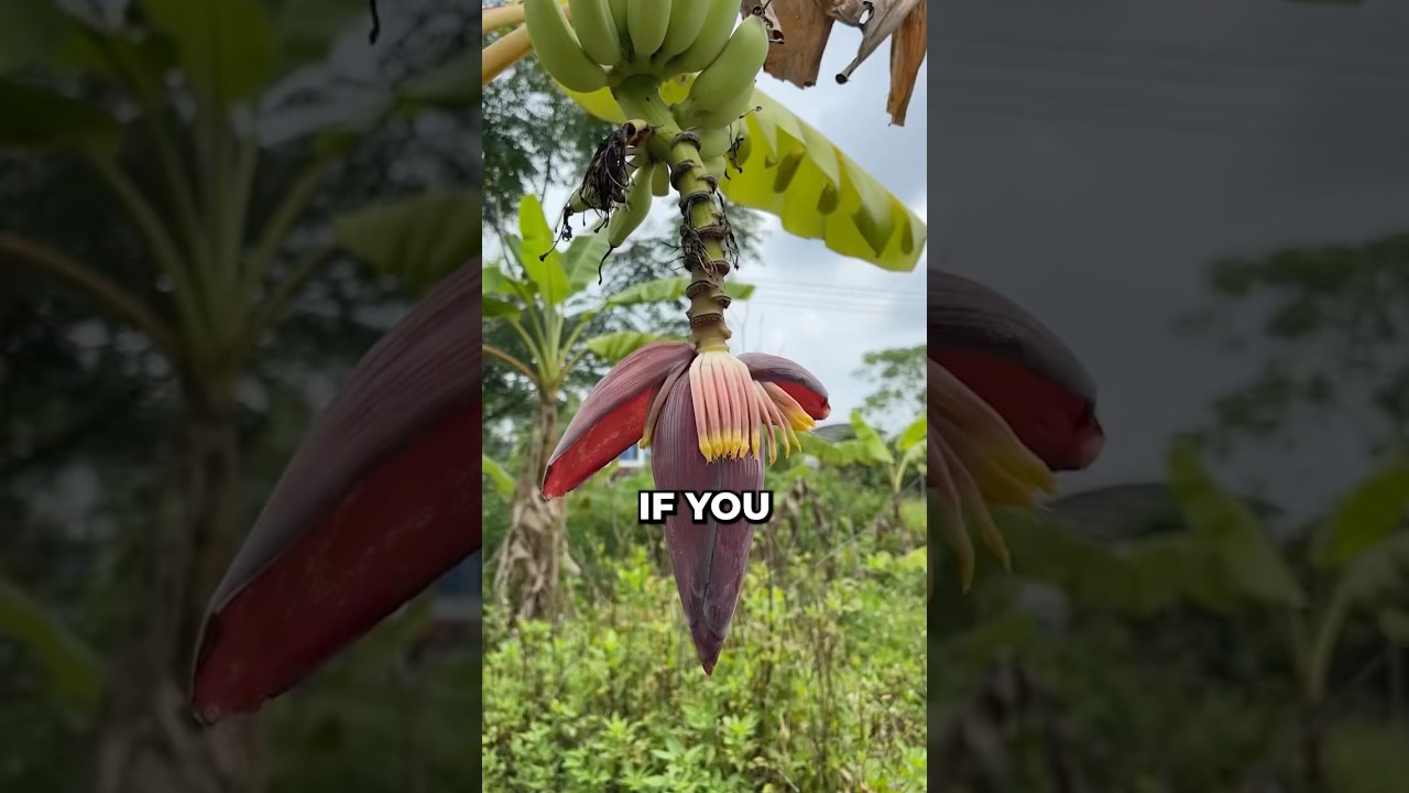 If you ever come across this giant bud&hellip; don&rsquo;t walk past it