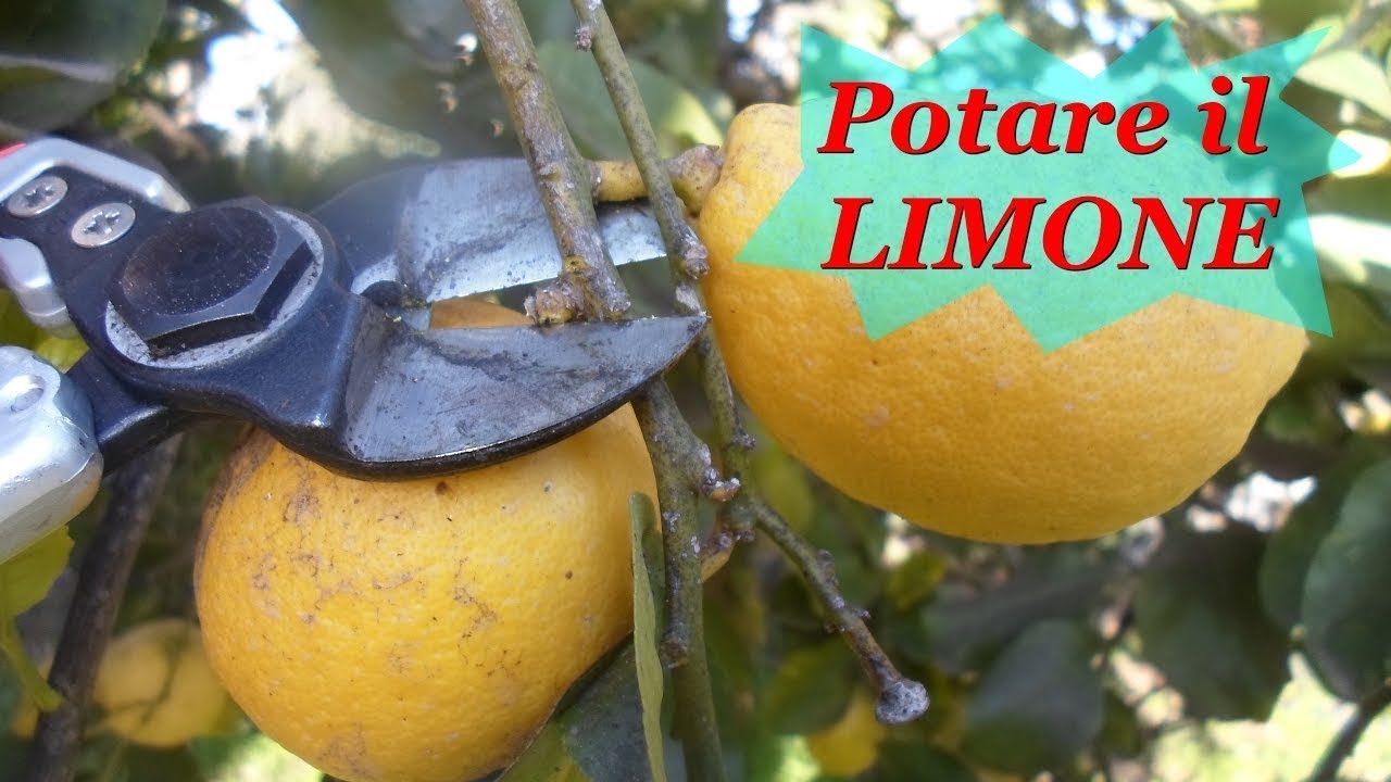 POTARE IL LIMONE