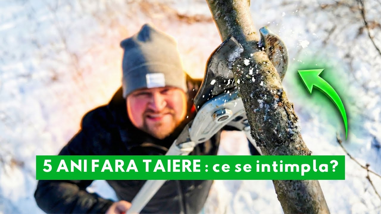 5 ani fără curățare - Iată ce am făcut cu pomul de cireșe