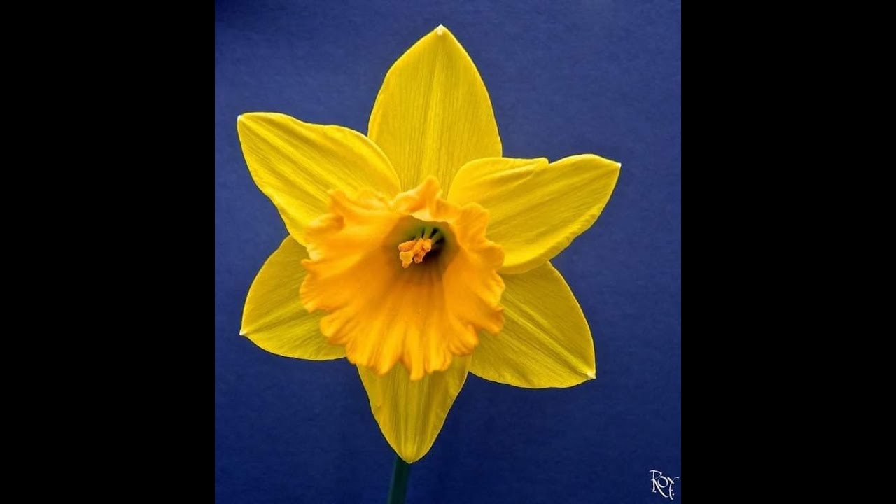 🌼Рубрика
