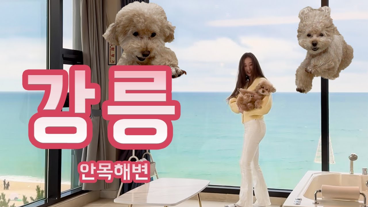 역대급 오션뷰 숙소🩵 (애견동반 숙소, 강릉 맛집, 카페 추천)