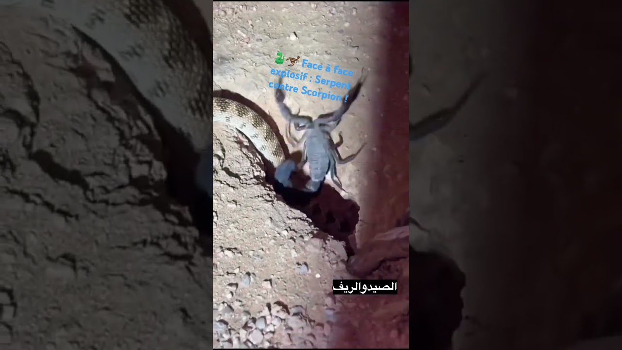 combat sauvage: scorpion vs serpent
