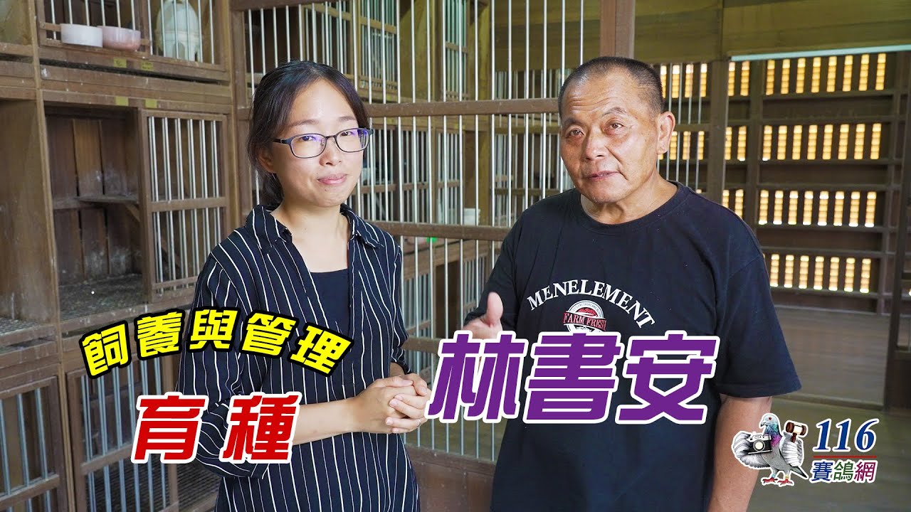 【育種分享】賽鴿育種 - 星宇鴿舍林書安丨【Feeding and Management#8】racing pigeon breeding - Lin Shu An