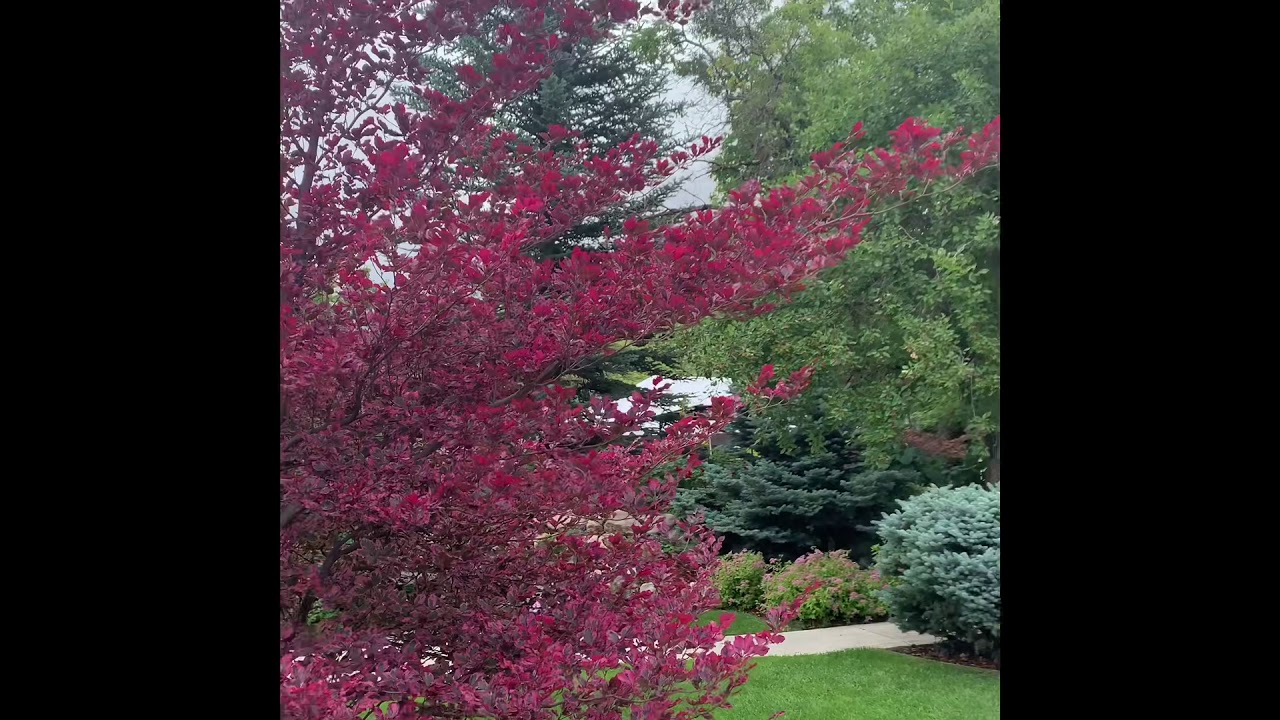 Tri-Color Beech Tree! Magnificent! // TheFlowerFanatic
