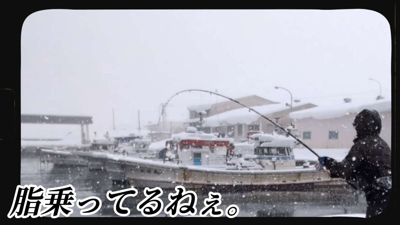【寒イワシ】簡単に釣れて旨い魚。#北海道釣り #イワシ 