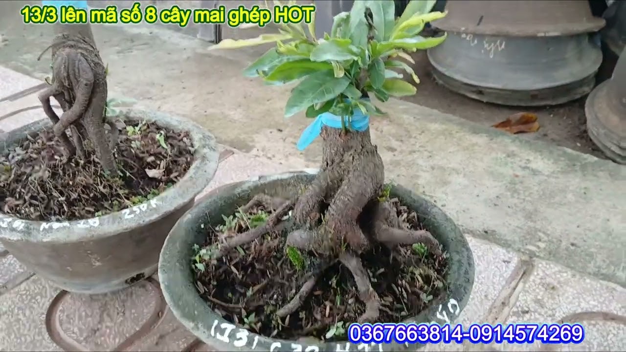 Ngày 13/3 cam thiên lộc+cúc thọ hương siêu nụ+G.ông thầy+bạch mai đọt hồng+G.cam đọt đỏ cánh tròn 