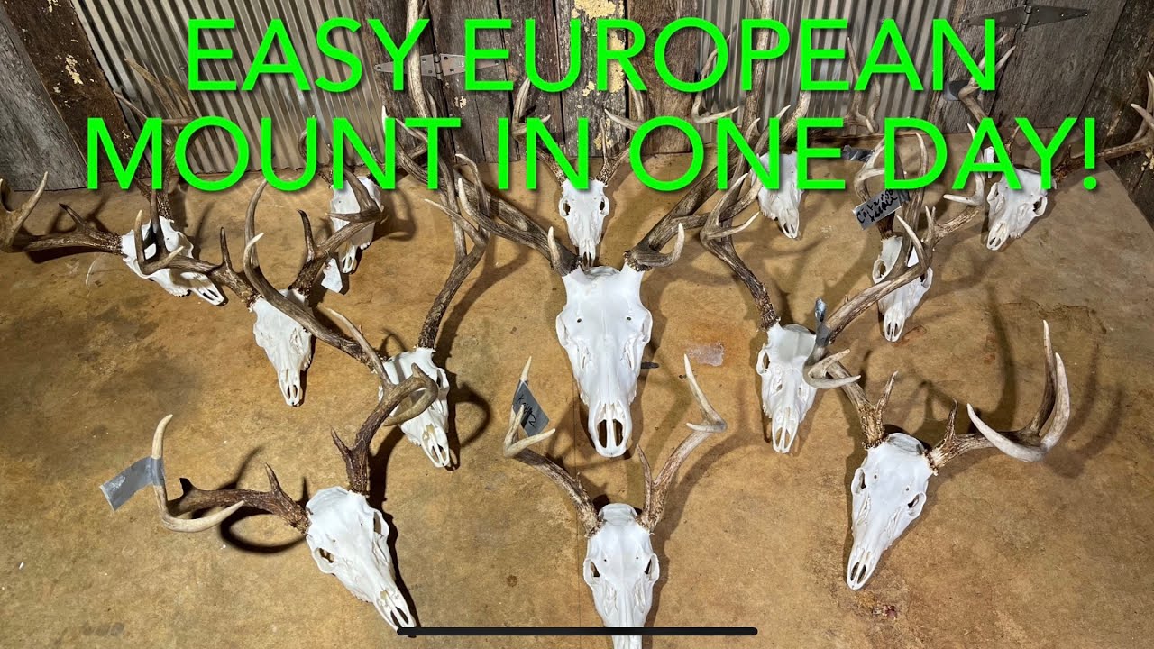 HOW TO do a European Skull Mount