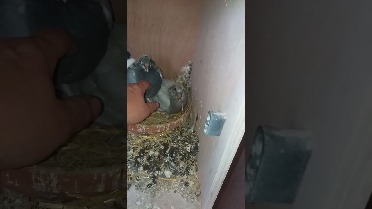 Young uns coming on a treat