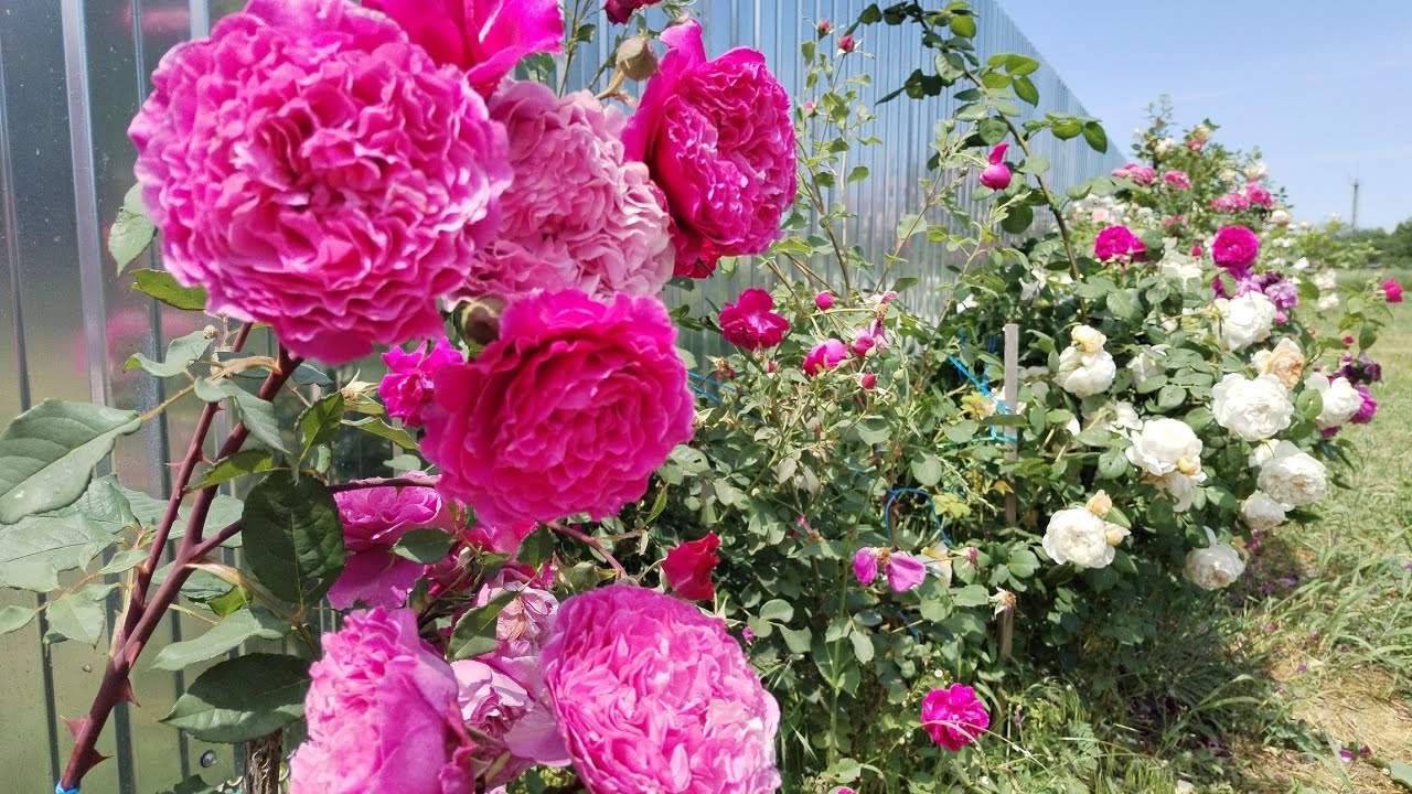 Розы цветут🌹Сорт Ventilo покорил😍Розы Д.Остина и многие другие.