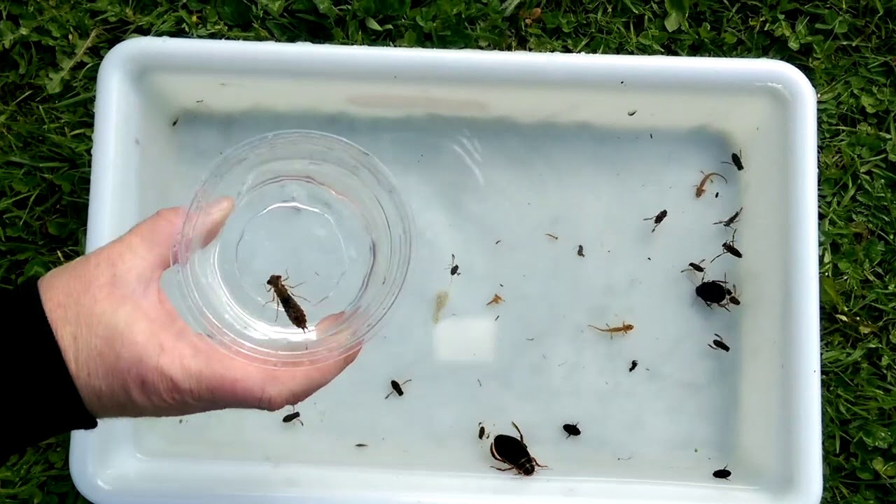 Introducing Freshwater Invertebrates to Indicate Water Quality