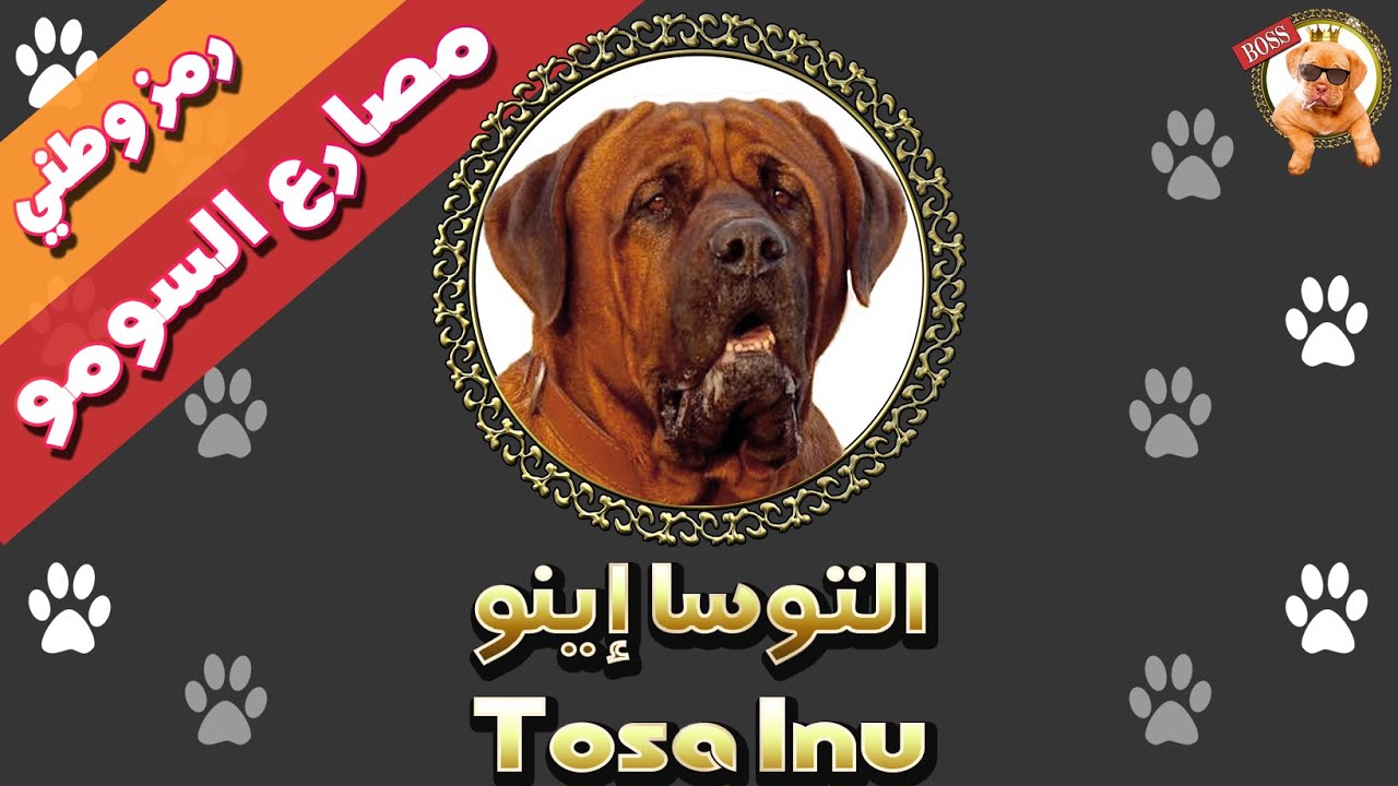 التوسا اينو  | الماستيف ياباني  | TOSAINU