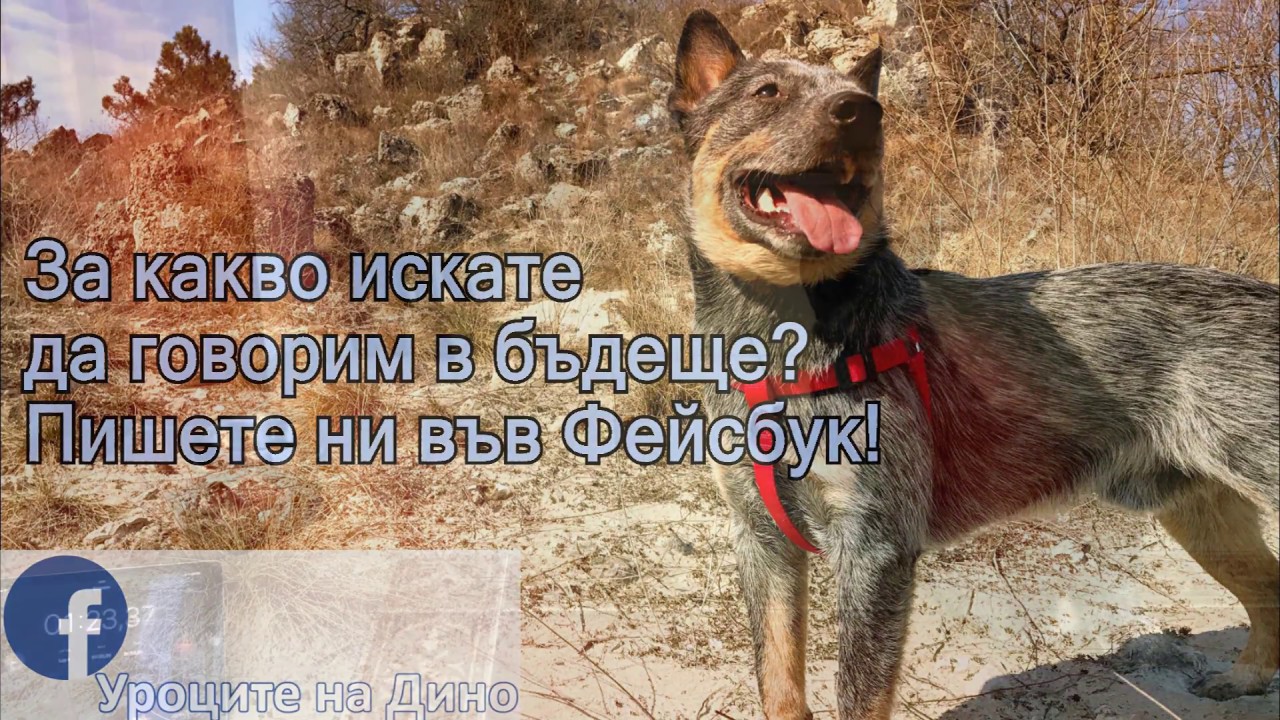 Как да науча кучето на 
