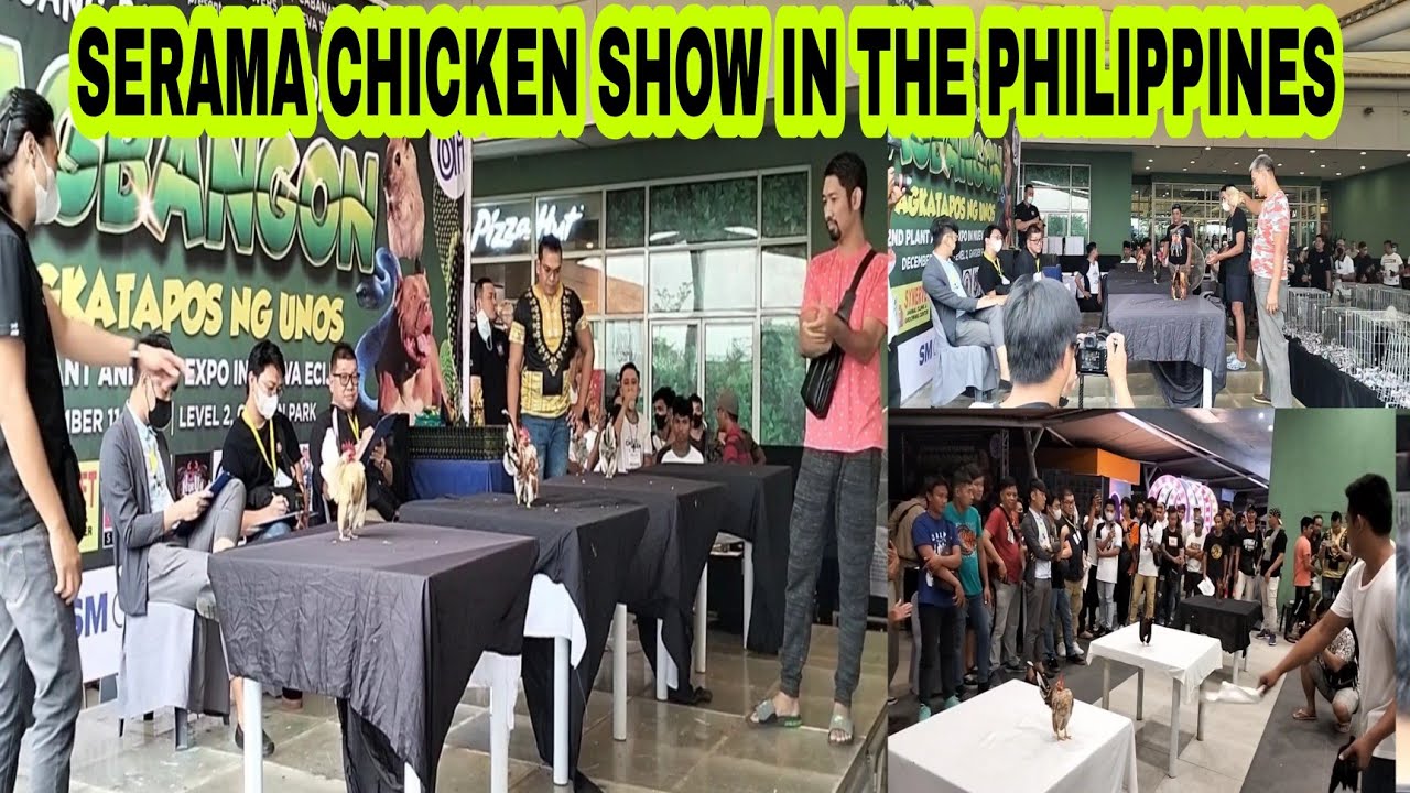 SERAMA CHICKEN SHOW IN SM CABANATUAN