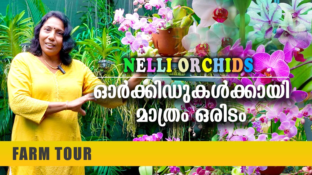 ഇനി ഓർക്കിഡ് വെറൈറ്റികൾ തപ്പി നടക്കേണ്ട..എല്ലാം ഇവിടെയുണ്ട്.. | Nelli Orchids | Exotic Orchids