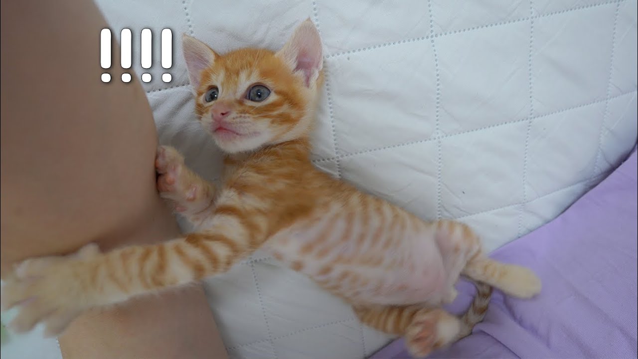 Kitten is So Excited When I'm Next to Him that He Can't Control Himself!