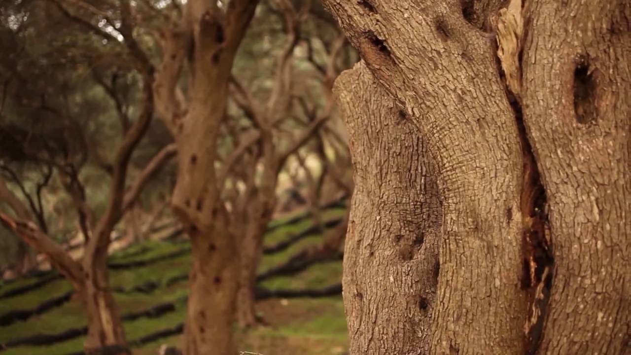 Η Αλλη Παργα-H Allh Parga (HD)