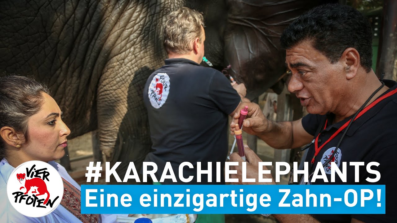 Zwei Elefanten leiden unter schlimmen Zahnschmerzen | VIER PFOTEN