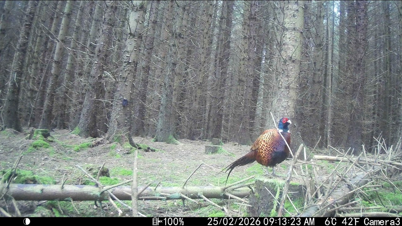 Spring Woodland Grouse