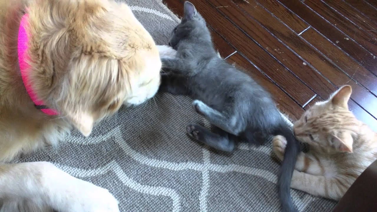 Elsie the dog plays with all the kittens.