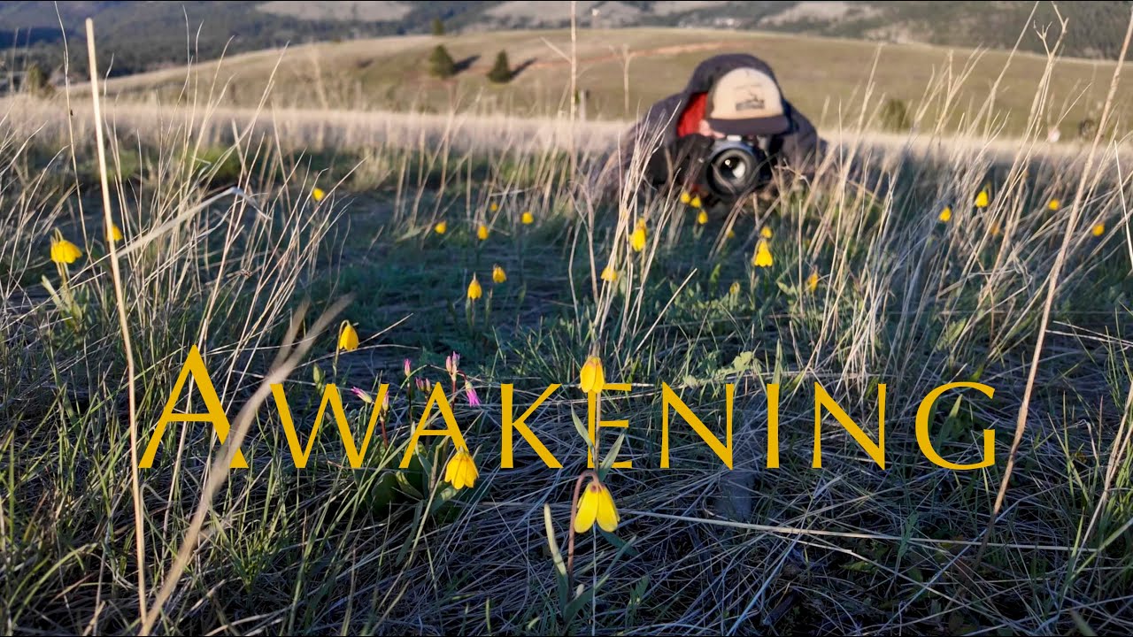 Wildflower Diaries | Awakening