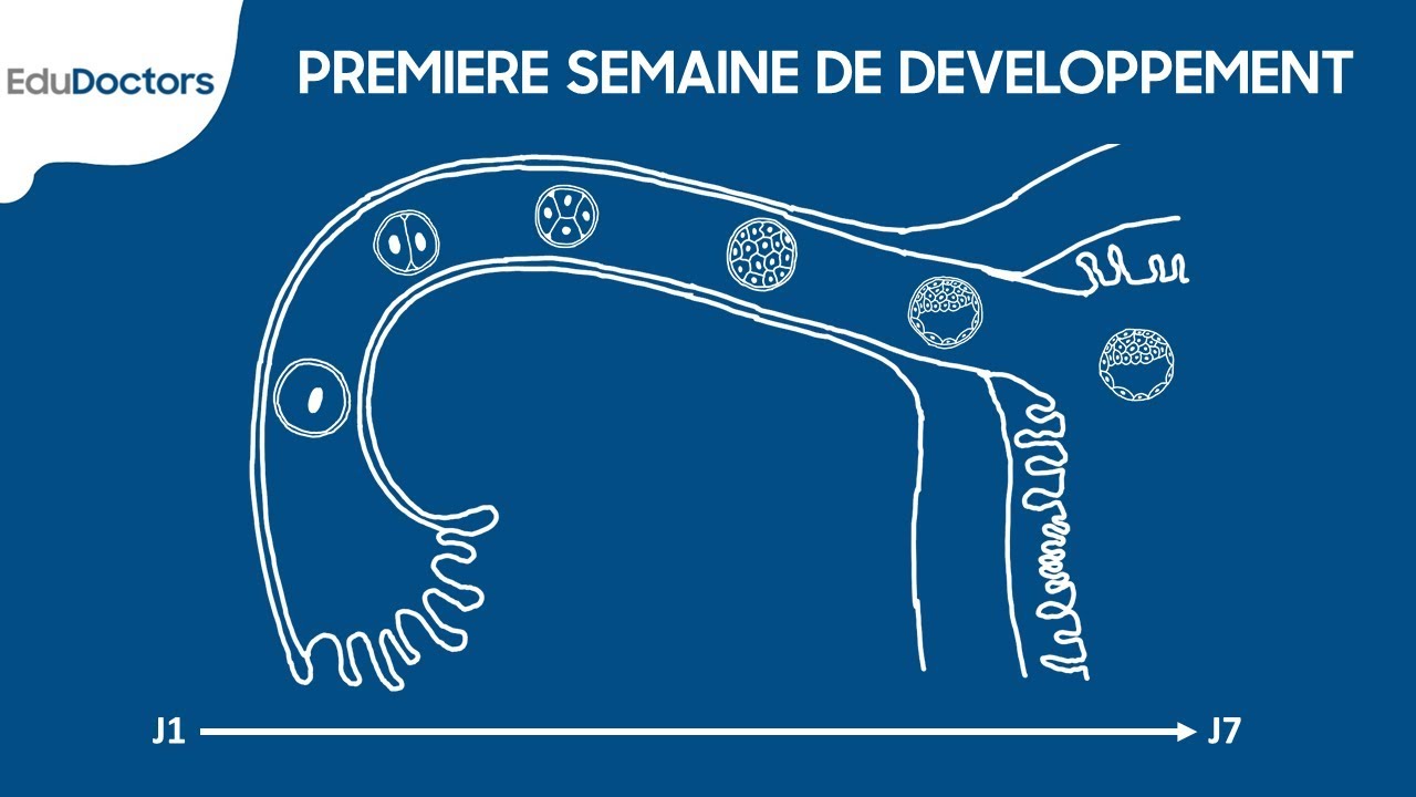 Premi&egrave;re semaine de d&eacute;veloppement embryonnaire - Embryologie G&eacute;n&eacute;rale