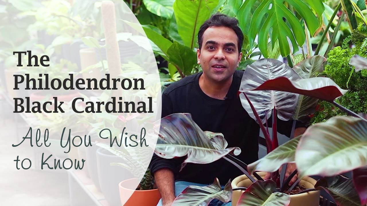 Philodendron Black Cardinal | How to Grow philodendron | Easy Guide | Philodendron Plant care