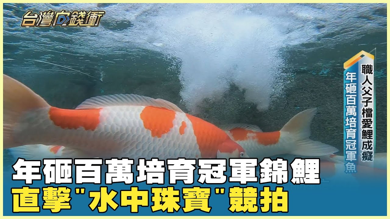 年砸百萬培育冠軍錦鯉 直擊