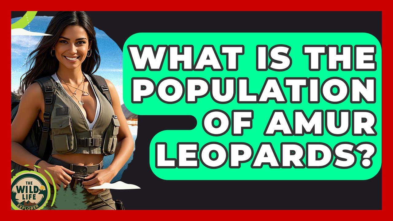 What Is The Population Of Amur Leopards? - The Wild Life Explorer
