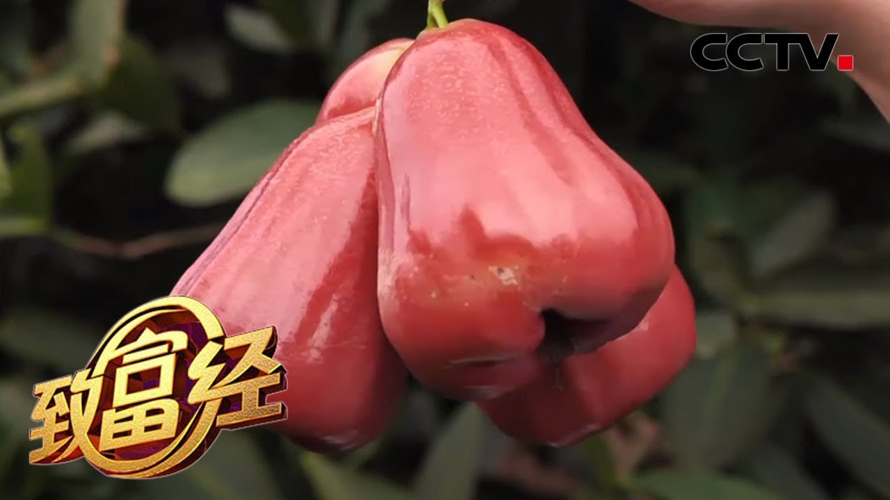 《致富经》海南姑娘破解种植秘密 娇气莲雾实现价格逆袭 20200709 | CCTV农业
