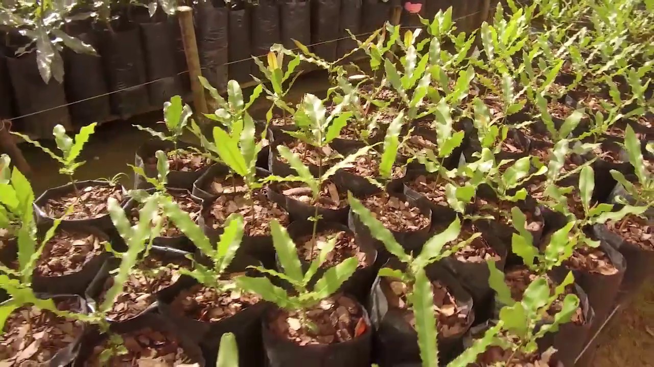 Ncera Macadamia Farm Pty, Ltd - behind the scenes preview