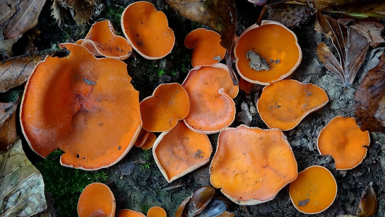 Aleuria aurantia Cáscara de naranja  - Orange Peel Fungus
