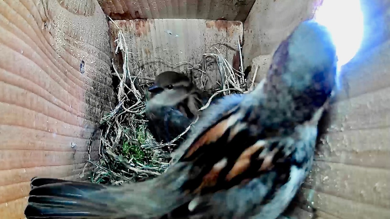 House Sparrow Nest Box activity March 14th