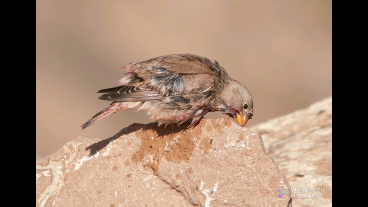 Sounds of Nature Bird's Trumpeter finch