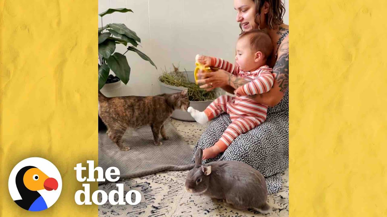 Couple Finds Abandoned Bunny At Park | The Dodo Soulmates