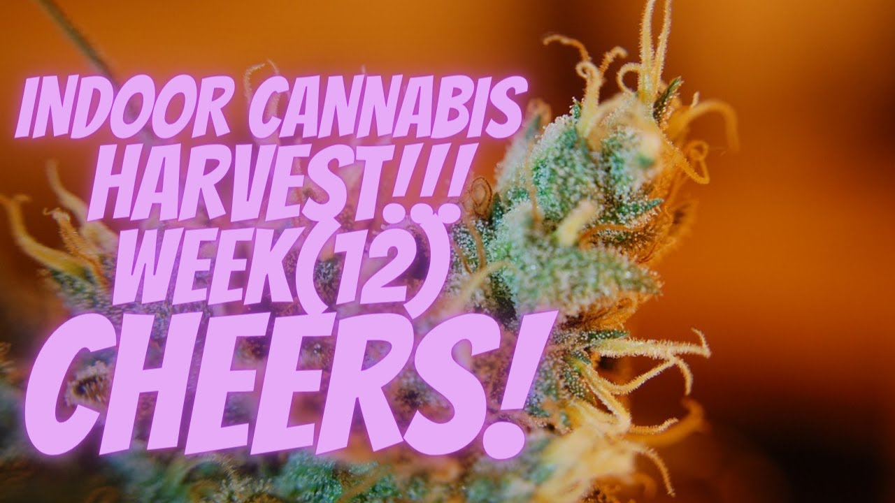 Week 12 Harvest Indoor Cannabis Grow