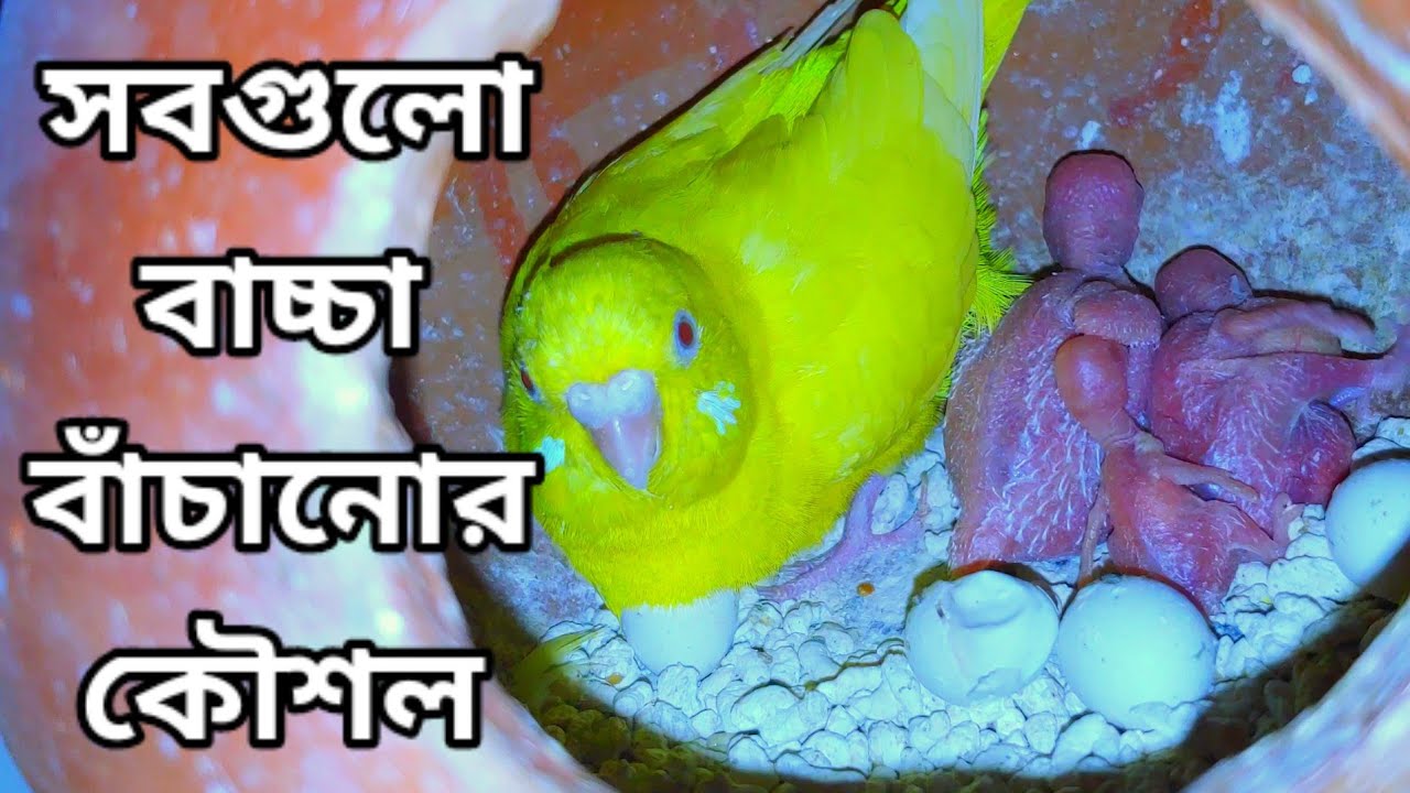 ৮-১০টি বাচ্চা বাঁচানোর সহজ কৌশল।