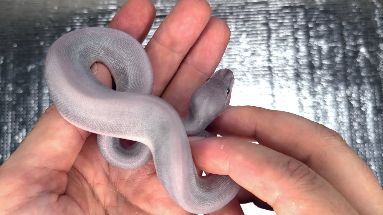 Mystic-Mojave Mix-Up Clutch?!
