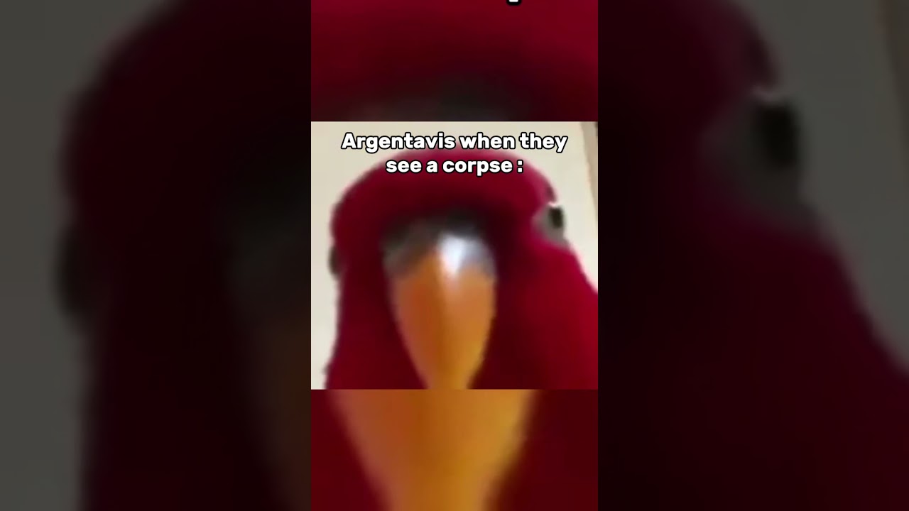 Argentavis when they see a CORPSE in ARK : Survival Ascended&hellip;