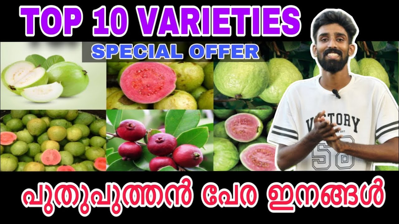 TOP 10 GUAVA VARIETIES | പുതുപുത്തൻ പേര ഇനങ്ങൾ | SPECIAL OFFER