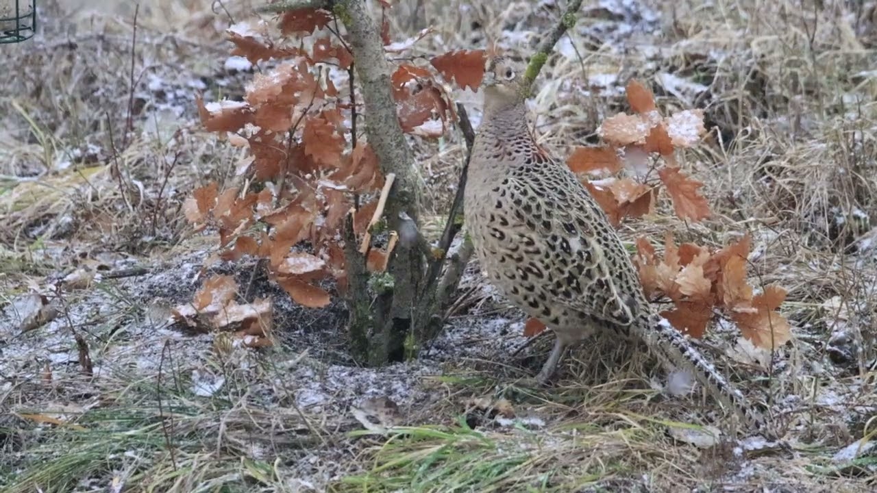 bažant obyčajný - sliepka (1)
