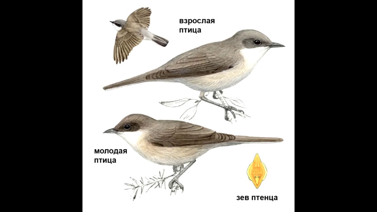 Славки - определение птиц по голосам
