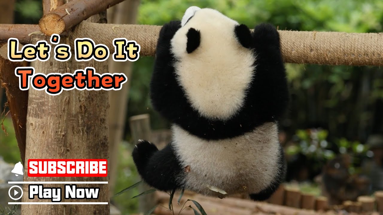 Let’s Move! Pandas Welcome The Chengdu FISU World University Games | iPanda
