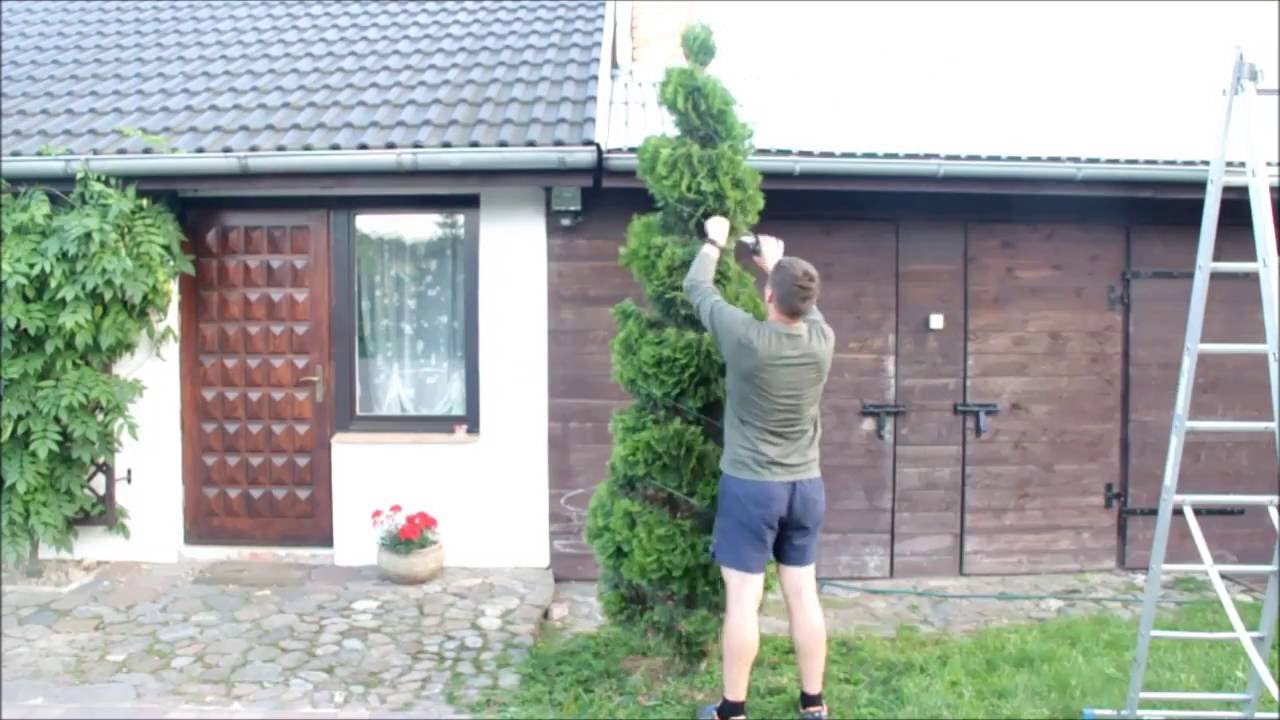 Cięcie formujące   topiar w kształcie spirali