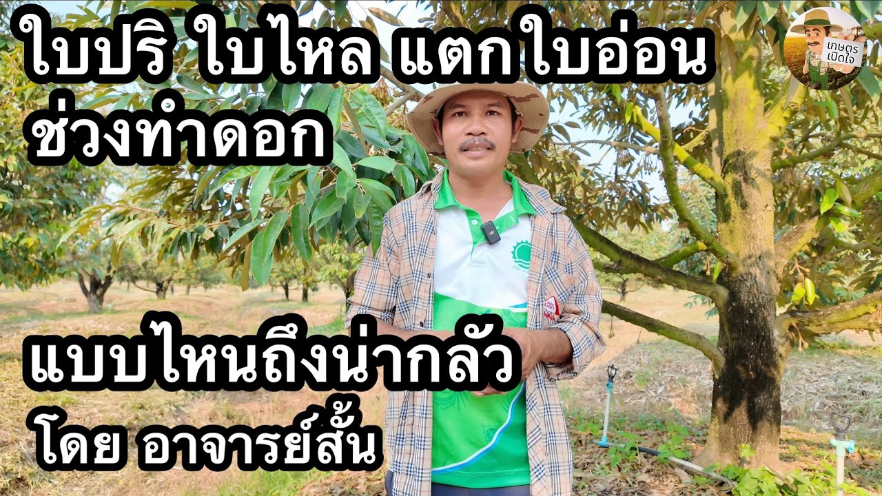 ใบปริ ใบไหล ช่วงทำดอก ทำผล แบบไหนถึงน่ากลัว แบบไหนถึงต้องกดให้อยู่ | อาจารย์สั้น